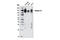Integrin Subunit Beta 1 antibody, 9699S, Cell Signaling Technology, Western Blot image 