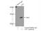 Translin antibody, 55426-1-AP, Proteintech Group, Immunoprecipitation image 