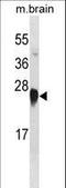Apolipoprotein A1 antibody, LS-B11445, Lifespan Biosciences, Western Blot image 