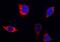 Pitrilysin Metallopeptidase 1 antibody, A08969-1, Boster Biological Technology, Immunofluorescence image 
