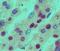 Nucleophosmin 1 antibody, NBP2-27157, Novus Biologicals, Immunohistochemistry frozen image 