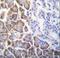  antibody, LS-C165110, Lifespan Biosciences, Immunohistochemistry paraffin image 