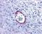 Histamine Receptor H1 antibody, NLS1167, Novus Biologicals, Immunohistochemistry frozen image 