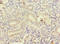 Cyclin J Like antibody, LS-C375396, Lifespan Biosciences, Immunohistochemistry paraffin image 