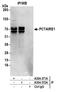 Cyclin Dependent Kinase 16 antibody, A304-371A, Bethyl Labs, Immunoprecipitation image 