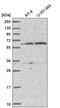 Transforming Growth Factor Beta Regulator 4 antibody, HPA050430, Atlas Antibodies, Western Blot image 