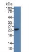 Cysteine Dioxygenase Type 1 antibody, LS-C374797, Lifespan Biosciences, Western Blot image 