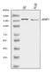 Apoptotic Peptidase Activating Factor 1 antibody, A00889-2, Boster Biological Technology, Western Blot image 