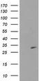 SCP1 antibody, TA502226, Origene, Western Blot image 