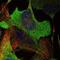 AarF Domain Containing Kinase 5 antibody, NBP1-83500, Novus Biologicals, Immunofluorescence image 