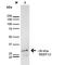 Receptor Accessory Protein 2 antibody, LS-C773464, Lifespan Biosciences, Western Blot image 