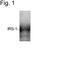 Insulin Receptor Substrate 1 antibody, PA1-1055, Invitrogen Antibodies, Western Blot image 