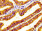 Sortilin 1 antibody, LS-C672506, Lifespan Biosciences, Immunohistochemistry paraffin image 