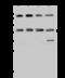 Ribonucleotide Reductase Regulatory Subunit M2 antibody, 202786-T46, Sino Biological, Western Blot image 