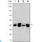 Protein Arginine Methyltransferase 6 antibody, LS-C812750, Lifespan Biosciences, Western Blot image 