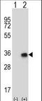 CCR4-NOT Transcription Complex Subunit 8 antibody, LS-C168892, Lifespan Biosciences, Western Blot image 