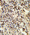 Proteasome Subunit Alpha 7 antibody, LS-C162224, Lifespan Biosciences, Immunohistochemistry paraffin image 