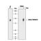 TNF Receptor Superfamily Member 4 antibody, AF3388, R&D Systems, Western Blot image 