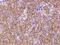 Microseminoprotein Beta antibody, 107909-T08, Sino Biological, Immunohistochemistry frozen image 