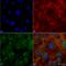 Cysteine protease ATG4C antibody, SPC-632D-A488, StressMarq, Immunocytochemistry image 