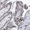 Spliceosome Associated Factor 1, Recruiter Of U4/U6.U5 Tri-SnRNP antibody, NBP1-89024, Novus Biologicals, Immunohistochemistry frozen image 