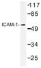 ICAM1 antibody, AP01342PU-N, Origene, Western Blot image 