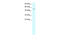 Transcription Factor AP-2 Delta antibody, 27-285, ProSci, Western Blot image 