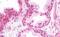 Tripartite Motif Containing 33 antibody, MBS248171, MyBioSource, Immunohistochemistry paraffin image 