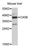 Carbonic Anhydrase 5B antibody, STJ26695, St John