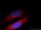 CCR4-NOT Transcription Complex Subunit 4 antibody, 12564-1-AP, Proteintech Group, Immunofluorescence image 