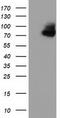 Oxysterol Binding Protein Like 11 antibody, CF501940, Origene, Western Blot image 