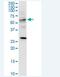 TRAF3 Interacting Protein 3 antibody, H00080342-M01-100ug, Novus Biologicals, Western Blot image 