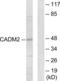 Cell Adhesion Molecule 2 antibody, LS-C119423, Lifespan Biosciences, Western Blot image 