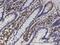 Aldose reductase antibody, H00000231-M03, Novus Biologicals, Immunohistochemistry paraffin image 