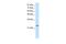 MAX Dimerization Protein 3 antibody, PA5-68499, Invitrogen Antibodies, Western Blot image 