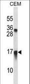 C-X-C Motif Chemokine Ligand 11 antibody, LS-C167169, Lifespan Biosciences, Western Blot image 