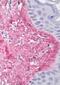 Collagen Type V Alpha 1 Chain antibody, 90010, QED Bioscience, Immunohistochemistry paraffin image 