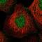 Heat Shock Protein Nuclear Import Factor Hikeshi antibody, PA5-57138, Invitrogen Antibodies, Immunofluorescence image 