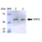 WD Repeat Domain, Phosphoinositide Interacting 2 antibody, SPC-649D-A700, StressMarq, Western Blot image 