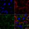 Heat Shock Protein Family A (Hsp70) Member 1A antibody, SMC-249D-PCP, StressMarq, Immunocytochemistry image 