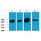 Lamin B1 antibody, LS-C387329, Lifespan Biosciences, Western Blot image 