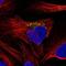 Dpy-19 Like 4 antibody, NBP1-91057, Novus Biologicals, Immunofluorescence image 