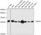 TIMP Metallopeptidase Inhibitor 2 antibody, GTX16392, GeneTex, Western Blot image 