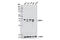 ERCC Excision Repair 1, Endonuclease Non-Catalytic Subunit antibody, 12345P, Cell Signaling Technology, Western Blot image 