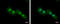 CutC Copper Transporter antibody, GTX119839, GeneTex, Immunocytochemistry image 