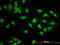 Cytohesin 2 antibody, LS-C105077, Lifespan Biosciences, Immunofluorescence image 