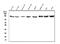 Exportin 1 antibody, M01180, Boster Biological Technology, Western Blot image 