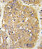 Insulin Like Growth Factor Binding Protein 3 antibody, abx033565, Abbexa, Immunohistochemistry frozen image 