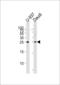 CD37 Molecule antibody, LS-C168540, Lifespan Biosciences, Western Blot image 
