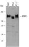 Nuclear Factor Of Activated T Cells 3 antibody, AF5834, R&D Systems, Western Blot image 